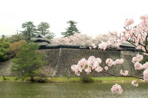 松江城の桜