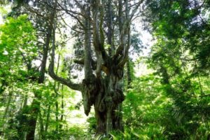 乳房杉(島根県・隠岐)