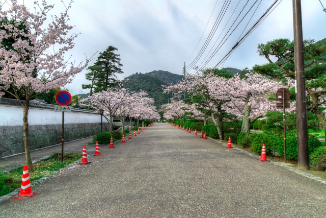 吉香公園桜並木
