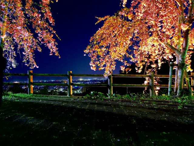 西部公園の夜桜