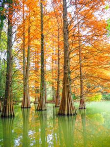 篠栗九大の森(篠栗町)