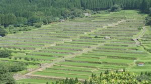 坂元棚田(日南市)