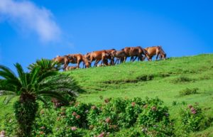 都井岬（串間市）