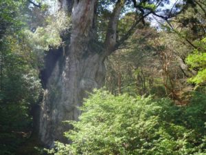 世界遺産「屋久島」の縄文杉