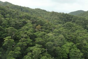 やんばるの森（国頭村）