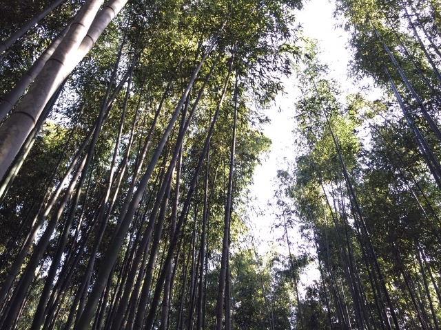 京の竹林(京都府)